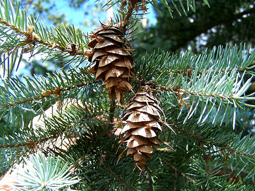 Tree Family Pinaceae: The Pines, Cedars, Spruce, and Firs