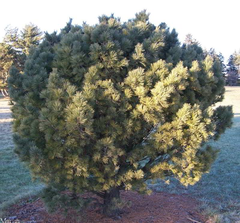 Dwarf White Pine