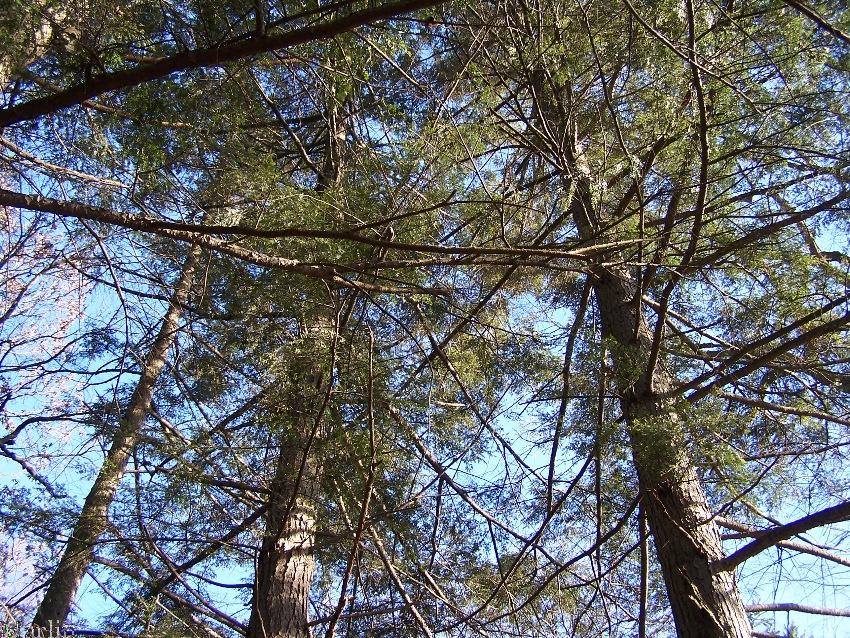 Eastern Hemlock