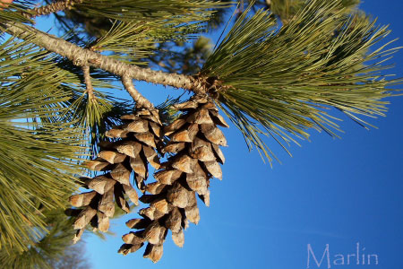 Family Pinaceae