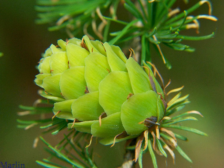 Prince Rupprecht Larch - Larix gmelinii var. principis-rupprechtii