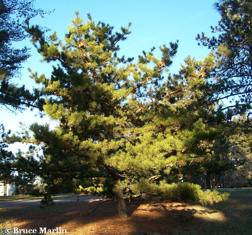 Lacebark Pine