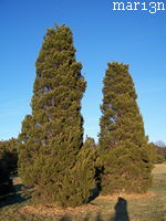 cedar cupressaceae juniper redwood arborvitae cypress