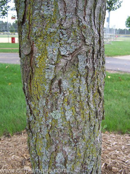 Image: Red Maple Bark
