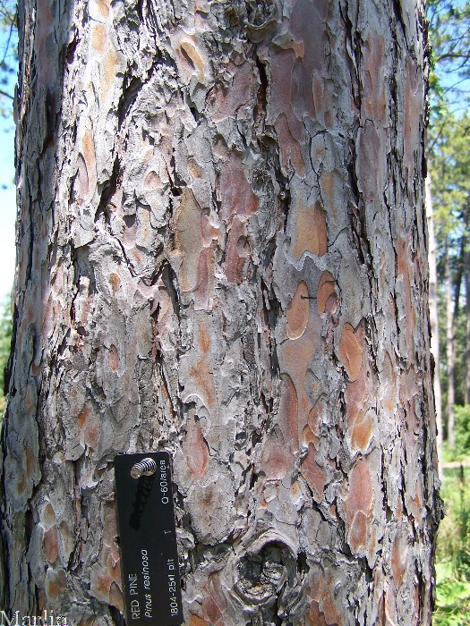 Does White Vinegar Kill Pine Trees - Does Vinegar Harm Trees