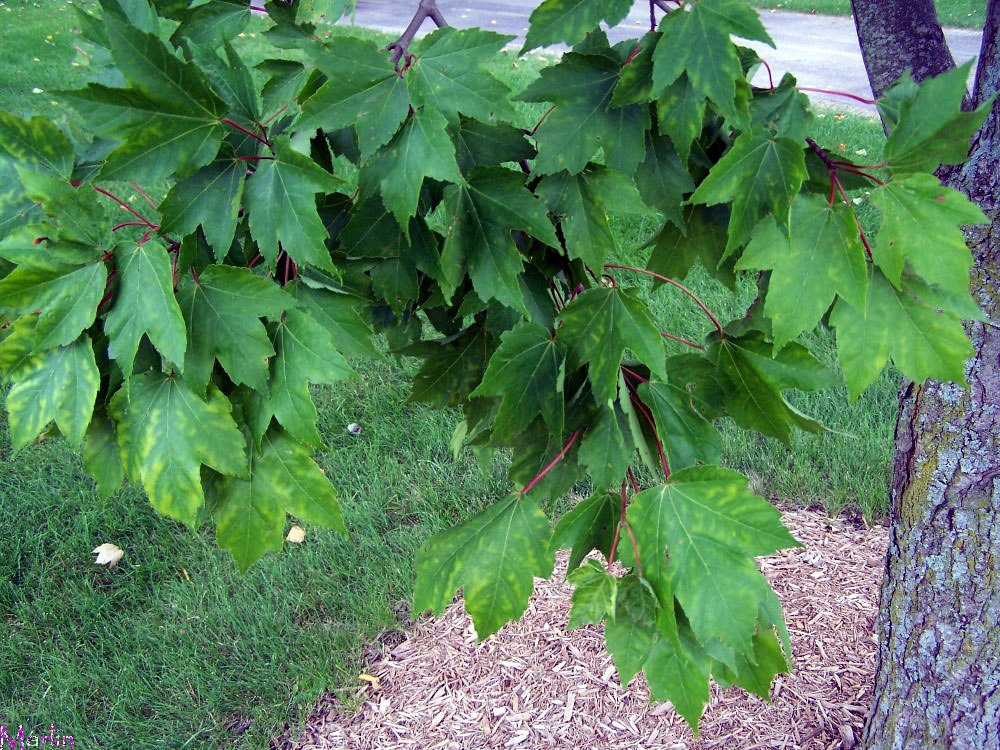 Red Maple