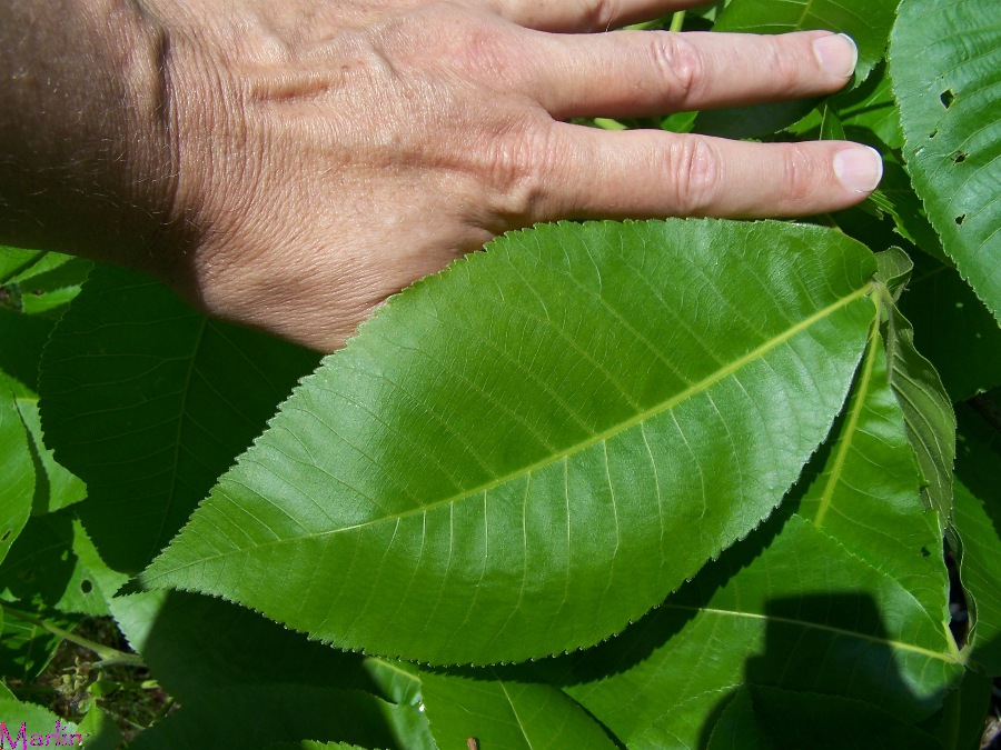 Shagbark Leaves