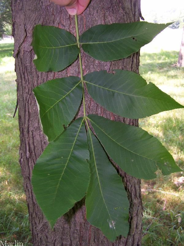 Shellbark Hickory