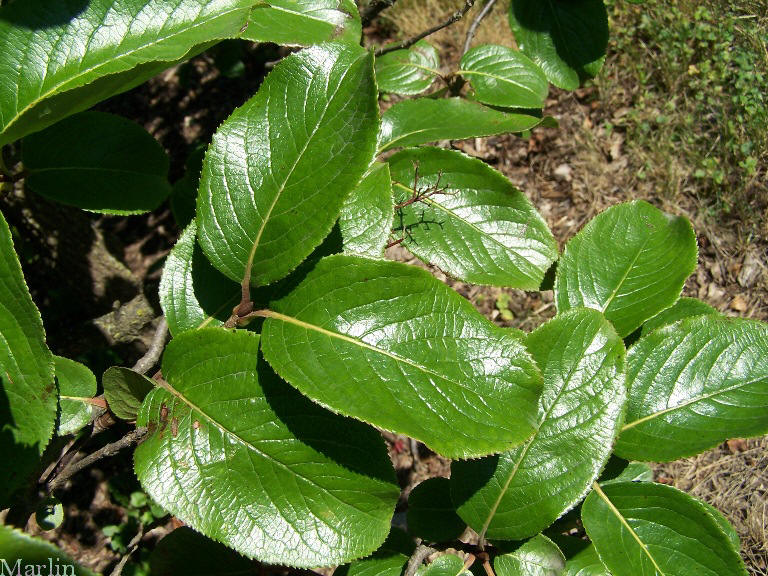 Southern Black Haw
