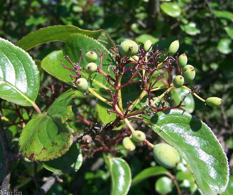 Southern Black Haw Berries