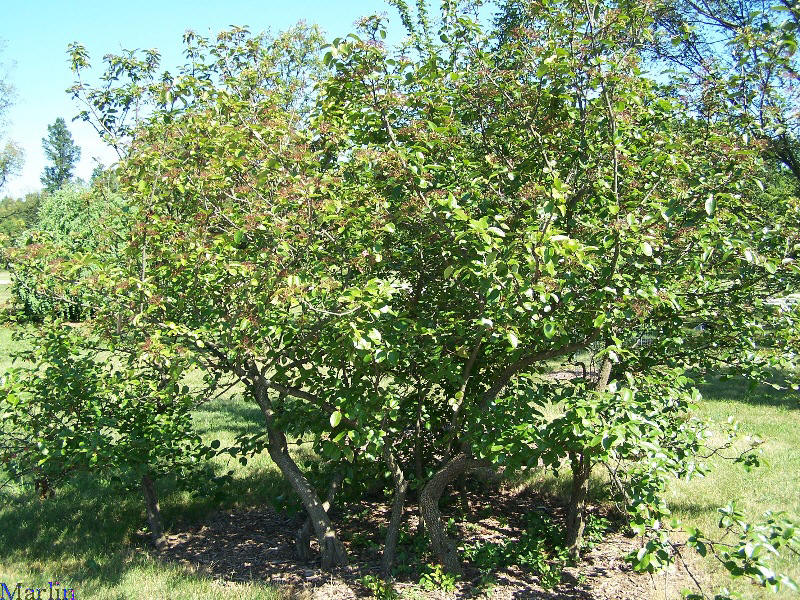 Southern Black Haw