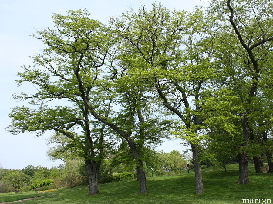 sunburst-honey-locust-tree-gleditsia-triacanthos-sunburst-north