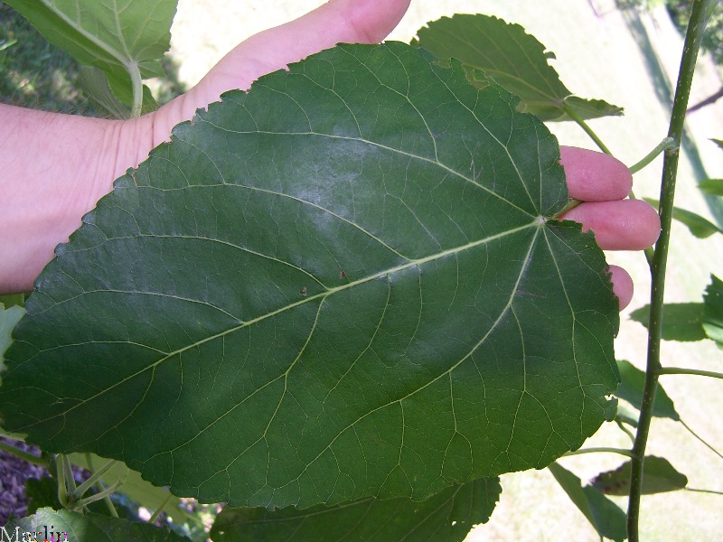 Swamp Cottonwood Foliage