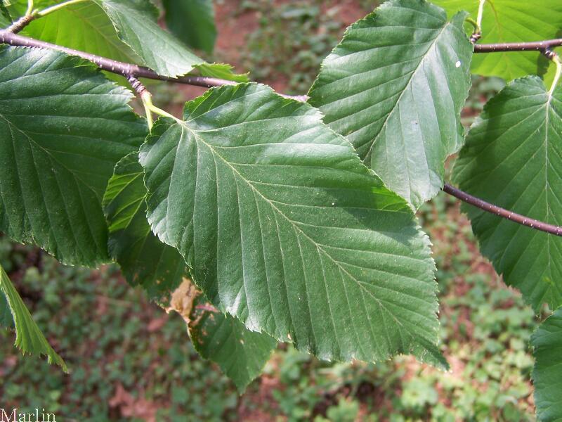 Sweet Birch Foliage