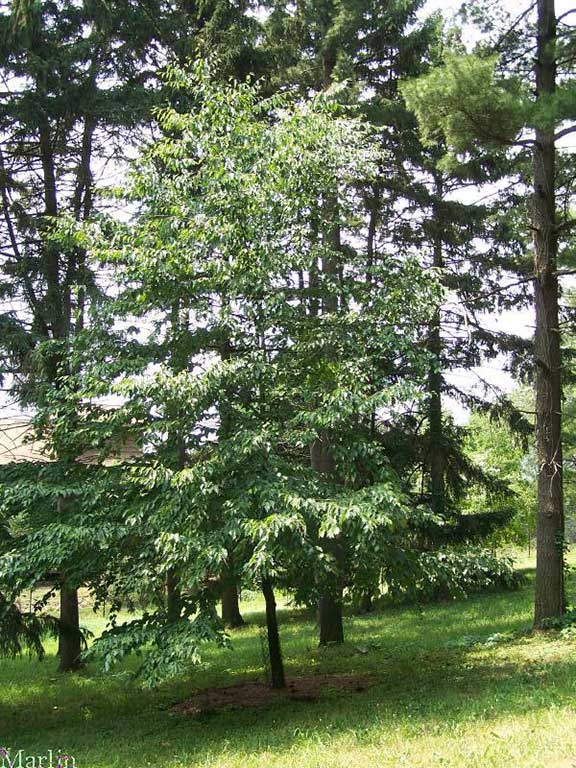 Sweet Birch Habit