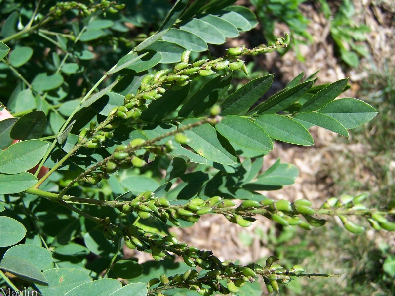 Umbrella Black Locust Foliage