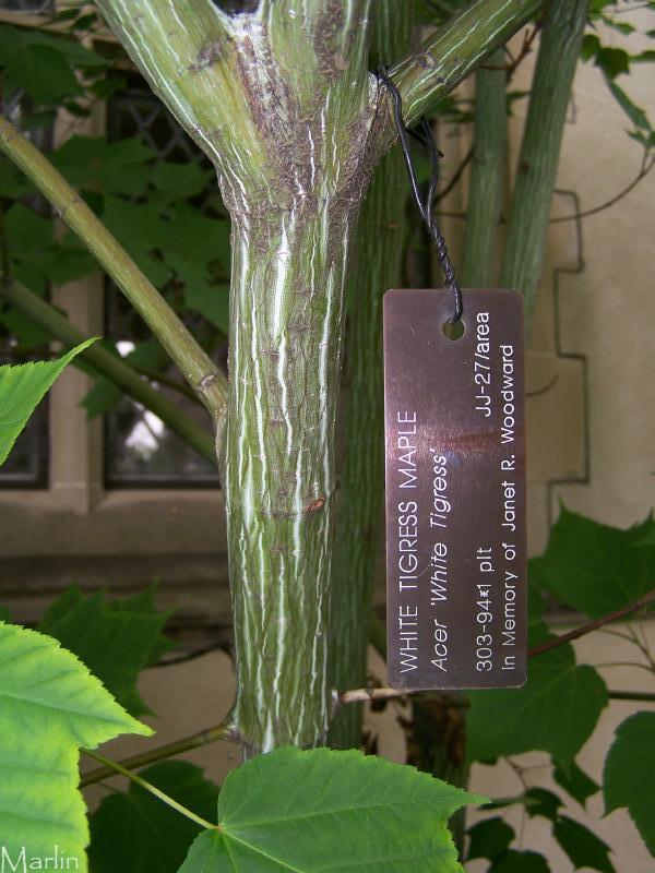 White Tigress Maple Bark