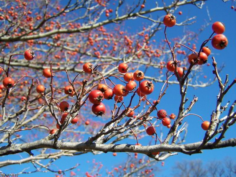 color photo of Green Hawthorn red berries