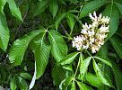 Yellow Buckeye - Aesculus flava
