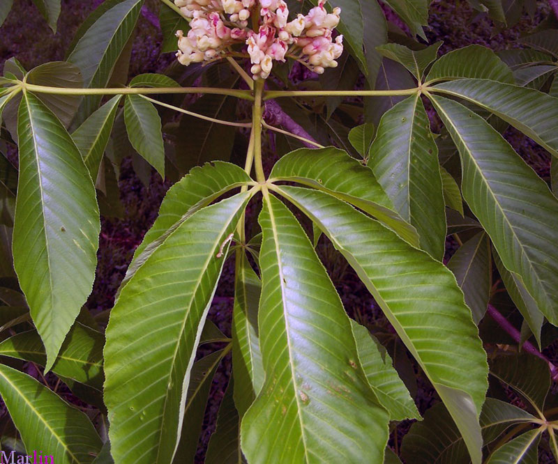 Yellow Buckeye