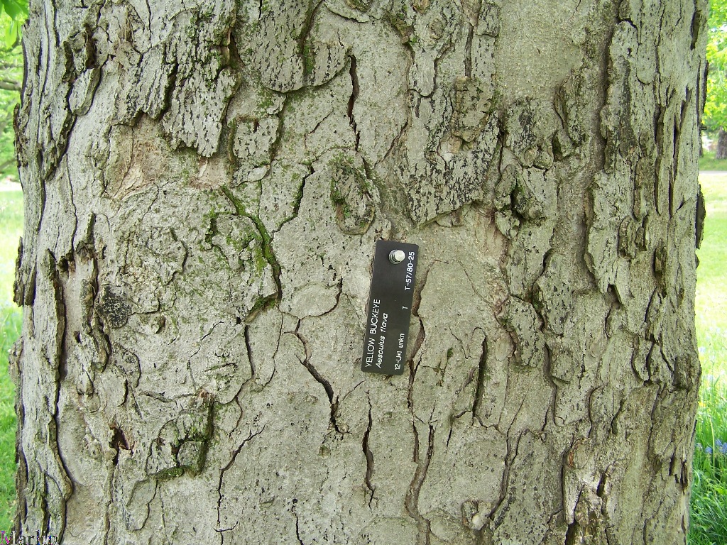 Yellow Buckeye Bark