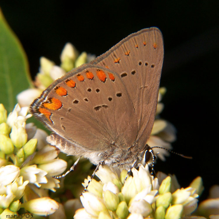 Coral Hairstreak - Satyrium titus