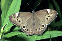 Northern Pearly Eye