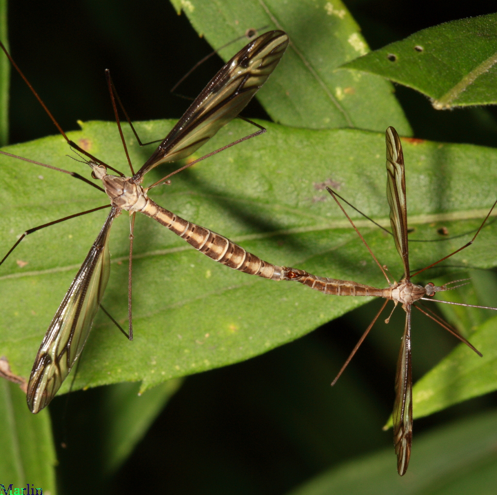 Crane Fly -&nbsp;Tipula furca