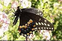 Black Swallowtail Butterfly picture