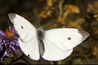 Cabbage White Butterfly picture