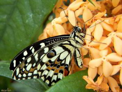 American Butterflies