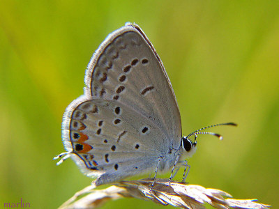 Eastern-Tailed Blue Butterfly