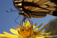 Eastern Tiger Swallowtail Butterfly picture