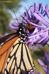 image: Monarch Butterfly