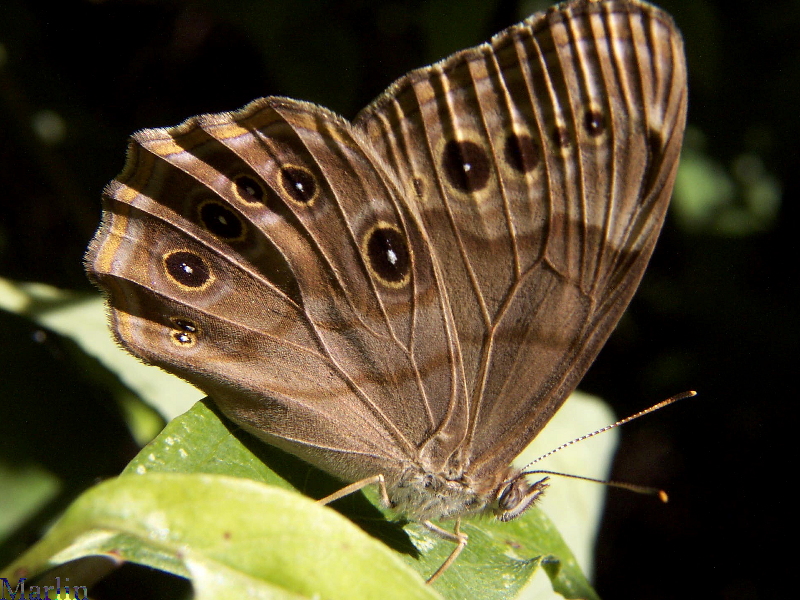 Northern Pearly Eye Butterfly - Enodia anthedon