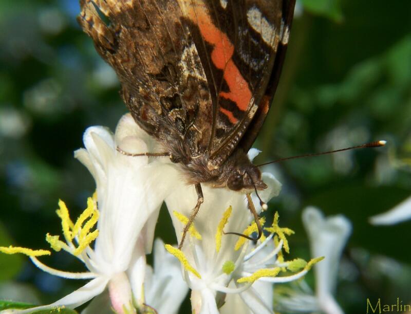 Red Admiral Butterfly