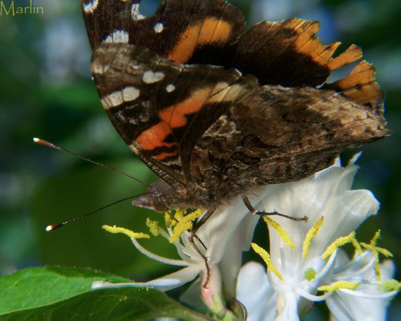 Red Admiral Butterfly