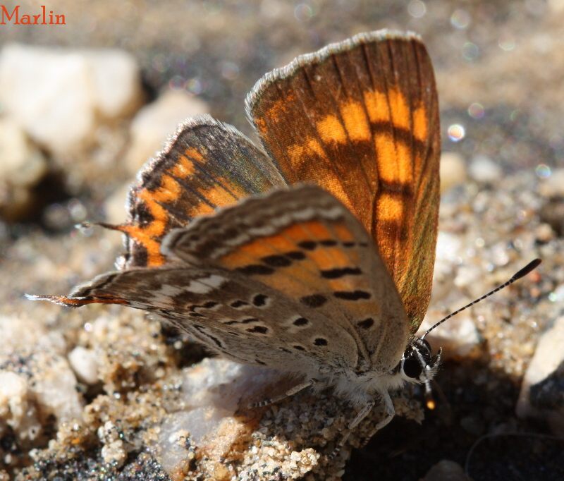 Tailed Copper - Lycaena arota