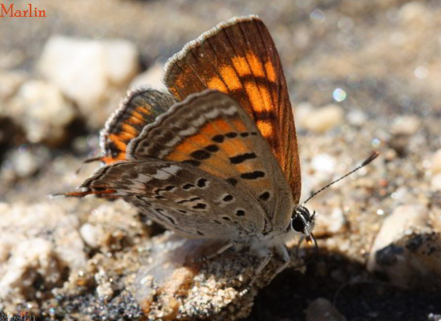 Tailed Copper Butterfly