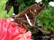 image: White-striped Longtail Skipper Butterfly
