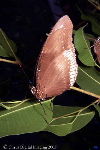 Great Eggfly Butterfly