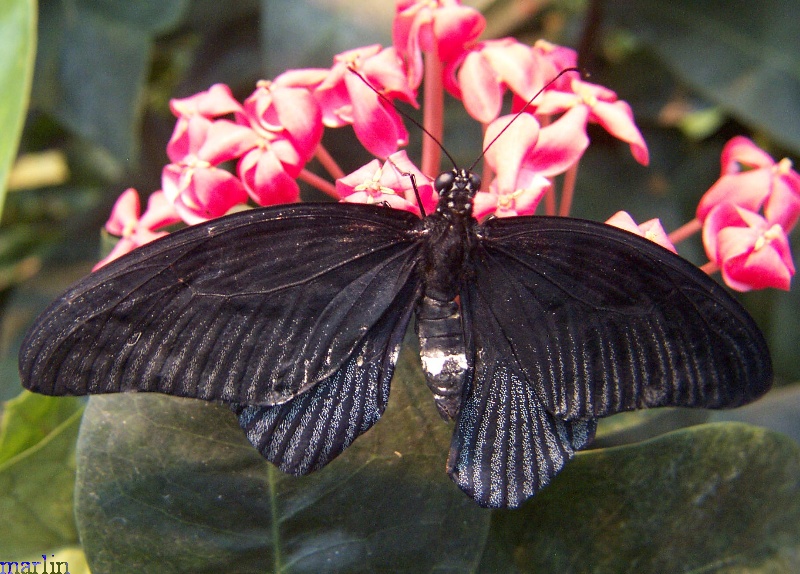 Great Mormon Swallowtail