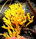 Calocera viscosa