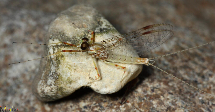 Cream Cahill Mayfly