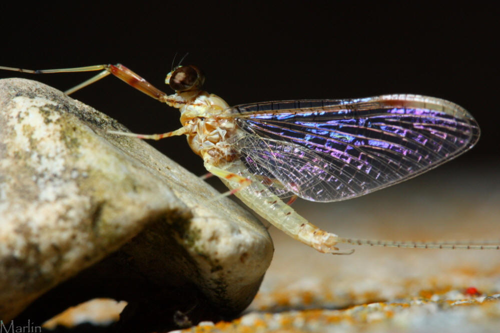 Cream Cahill Mayfly