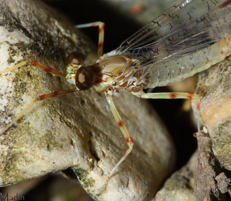 Mayfly