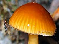 Fungi
