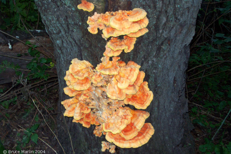 color photo of Sulphur Shelf Fungi