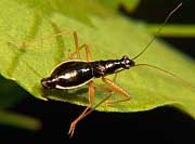 Damsel Bug