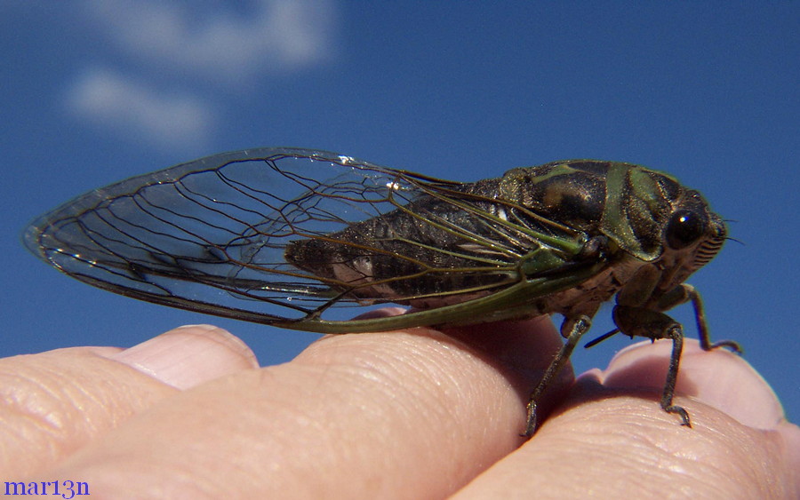 Annual Cicadas North American Insects & Spiders